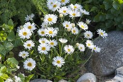 Aster alpinus 'albus' (Alpenaster)