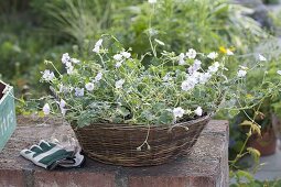 Geranium renardii - Kaukasus-Storchschnabel in Korb-Schale