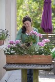 Pelargonium zonale 'Moonlight Katy' (Stehende Geranien), Diascia Breezee