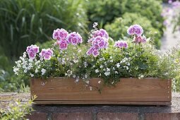 Pelargonium zonale 'Moonlight Katy' (Stehende Geranien), Diascia Breezee