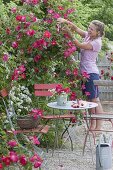 Small seating place on Gravel terrassse with Rose 'Scarlet Glow'