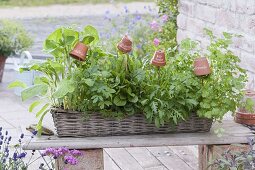 Kitchen herbs in the basket box