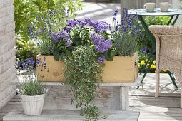 Blau-violetter Duftkasten mit Lavendel (Lavandula), Heliotropium