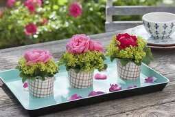 Rosentoertchen : einzelne Blüten von Rosa (Rosen) mit Manschetten