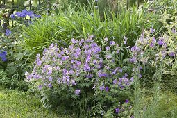 Create perennial flowerbed with cranesbill and grasses