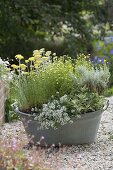 Old zinc bathtub with fragrant plants on gravel terrace