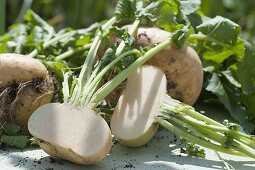 Ernte von gelben Mairübchen im Biogarten