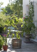 Real fig tree (Ficus carica) in wooden tub on the terrace
