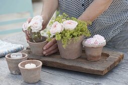 Terracotta-Töpfe mit Rosa (Rosen) und Alchemilla (Frauenmantel)