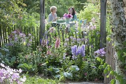 Half-shady flower bed with Campanula, Digitalis mertonensis