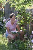 Woman picking blackberries 'Navaho' from the garden