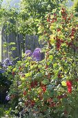Redcurrants (Ribes rubrum) in the garden