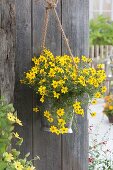 Zink-Eimerchen mit Bidens ferulifolia 'Solaire M Star' als Ampel