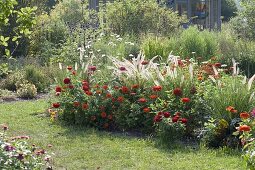 Red flowerbed with Zinnia (Zinnia), Pennisetum (Feathered Grass)