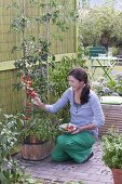 Wooden tub with tomatoes planted with basil