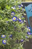 Convolvulus Tricolor 'Blue Flash' in the balcony box