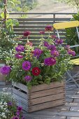 Zinnia 'Giant Burgundy', 'Purple Prince' (Zinnia) in wooden box