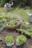 Corn salad in late summer in the garden plants