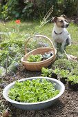 Feldsalat im Spätsommer in den Garten pflanzen