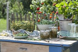 Freshly picked bush beans (Phaseolus) to preserve