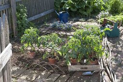 Plant tomatoes and marigolds in an organic garden bed