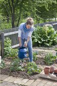 Plant tomatoes and marigolds in an organic garden bed