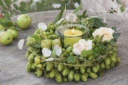 Grüner Hopfenkranz mit Rosenblueten : Humulus lupulus (Hopfen)