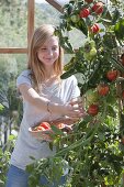 Tomato crop in the greenhouse