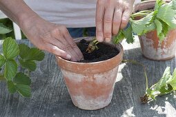 Planting offshoots of strawberries