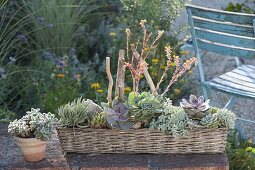 Basket with echeveria and senecio (ragwort)