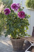 Dahlia 'Contraste' (Giant Dahlia) in basket