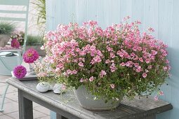 Diascia Breezee 'Plus pink' (twinspur) on side table