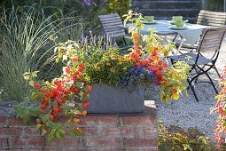 Herbstlich bepflanzter Schieferkasten auf Gartenmauer