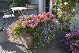 Wooden box planted with Pelargonium zonal 'Classic Helena'