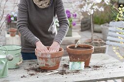 Broccoli growing in clay pots