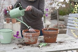 Broccoli growing in clay pots