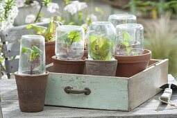 Young lettuce and kohlrabi plants