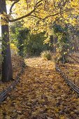 Autumn forest road with autumn leaves