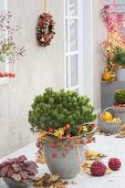 Pinus mugo mughus (mountain pine) in gray bucket