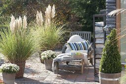 Autumn terrace with grasses Cortaderia selloana in baskets