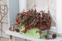 Old drawer at the window planted with Gaultheria procumbens