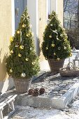 Picea glauca 'Conica' festively decorated