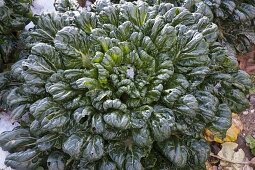 Pak Choi auch Pak Choi (Brassica rapa chinensis) im Schnee