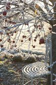 Winter garden with bench under apple tree (Malus)