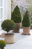 Box in terracotta pots on winter terrace