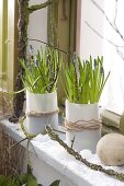 Muscari armeniacum (grape hyacinth) in the snow in front of window