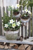 Pots with Helleborus niger and Picea glauca 'Conica'