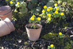 Eranthis hyemalis (Winterlinge) ausgraben und in Terracotta-Töpfe setzen