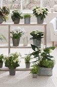 Regal mit weissen Pflanzen als Raumteiler