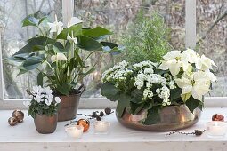 White houseplants in copper containers by the window